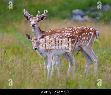 Fallow Deer profil de l'homme et de la femelle vue latérale, avec un arrière-plan flou dans leur environnement et habitat entourant. Coup de tête de cerf. Banque D'Images