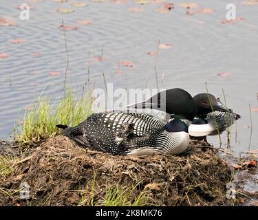 Le couple de Loon nichant et gardant le nid au bord du lac dans leur environnement et leur habitat avec un fond d'eau floue. Image Loon Nest. Loon sur la Banque D'Images