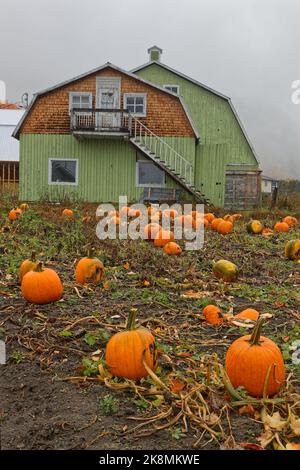 SAINTE-ROSE-DU-NORD, CANADA, 13 octobre 2022 : ferme de citrouilles. Le village a été dit le plus beau village sur la rive de la rivière Saguenay. Banque D'Images