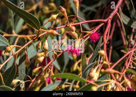 Les bourgeons et les fleurs roses d'un arbre à fleur d'eucalyptus leucoxylon megalocarpa se rapprochent. Banque D'Images