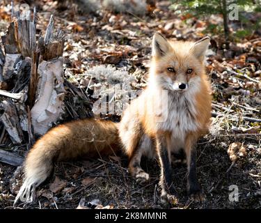 Renard roux assis avec un fond de mousse et de feuilles brunes au printemps, montrant la queue de renard, la fourrure, dans son environnement et son habitat. Fox image. Banque D'Images