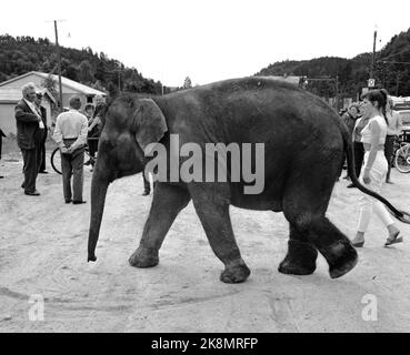 Sørlandet, sommeren 1962. Da elefantene kom til Evje: Feu døgns fente pour åtte minutters opptreden. Sirkus Arnardo er på turne på Sørlandet med fem to-tonns elefanter. DET byr på problemer. De sto i jernbanevogner i ett døgn på Marnardal stasjon fordi det ikke fantes biler som kunne ta dem videre. Dagen etter reiste de videre til Grovane stasjon hvor de skulle lastes om til den smalsporede Setesdalsbanen til Evje. Det var mislykket, og først ter Fire døgn kom elefantene til Evje pr trailere, der penstillingen allerede var i gang. Son elefantene på Evje dagen etter, der lokalbeffolkningen s. Banque D'Images