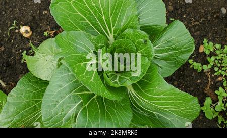 Champ feuille vert chou cole récoltes blanc, ferme jardin feuilles bio bio bio bio bio Brassica oleracea var. Capitata grands fruits frais à tête de plantation Banque D'Images
