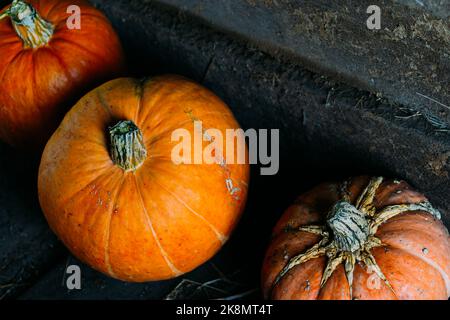 Les citrouilles orange sont situées sur le sol dans la grange ou la grange. Légumes authentiques et naturels de nouvelle récolte. Arrière-plan de la ferme... Banque D'Images