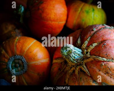 Les citrouilles orange sont situées sur le sol dans la grange ou la grange. Légumes authentiques et naturels de nouvelle récolte. Arrière-plan de la ferme... Banque D'Images