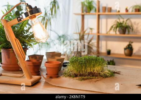 Lampe près des pots de fleurs et des plantes sur la table à la maison, image de stock Banque D'Images