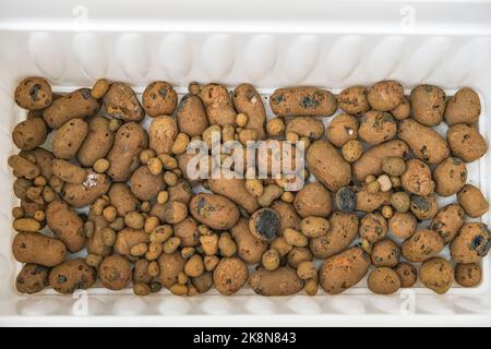Un homme s'endort dans une boîte de fleurs d'argile expansée. Préparation du sol, la première couche d'argile expansée. Préparation pour la plantation de plantes. Jardinage à la maison. Banque D'Images