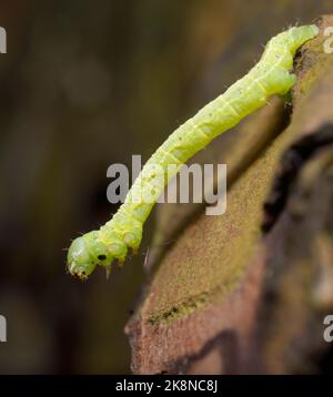 teigne du géomètre, geometridae, rampant sur un tronc d'arbre Banque D'Images