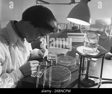 Oslo 19551015 - visite du département norvégien de recherche sur le cancer de l'Hydro. L'institut est lié à l'hôpital Radium. L'assistant de laboratoire Gudrun Braarvig travaille dans un environnement stérile avec les cultures. Ici même, elle coupe de minuscules cœurs de poulet sur la plaque de verre devant elle. Recherche. Photo: Sverre A. Børretzen / actuel / NTB Banque D'Images