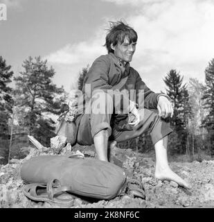 L'art de la marche, en 1956. Norvège, le printemps 1956. Le célèbre acteur suédois Per Oscarsson (1927-2010) a décidé de marcher de Göteborg à Oslo et de nourrir ce que la nature avait à offrir. Ce n'était pas un retard de P.R. l'acteur a juste pensé que la vie était devenue malsaine et a voulu revenir à la nature. "Je suis juste un être humain qui va découvrir des secrets de la nature qui devraient être clairs pour nous .." Photo: Aage Storløkken / actuel / NTB Banque D'Images