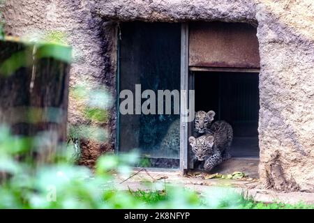 Dvur Kralove nad Labem, République tchèque. 24 octobre 2022. Des hubs de léopard persan (Panthera pardus tulliana) photographiés sur 24 octobre 2022, dans le parc safari Dvur Kralove nad Labem, République tchèque. (CTK photo/David Tanecek) Credit: CTK/Alay Live News Banque D'Images