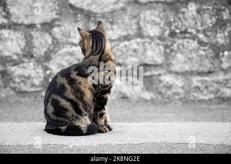 Un chat tabby peu intéressé assis dans une rue de la ville et regardant loin de la caméra avec l'espace de copie Banque D'Images