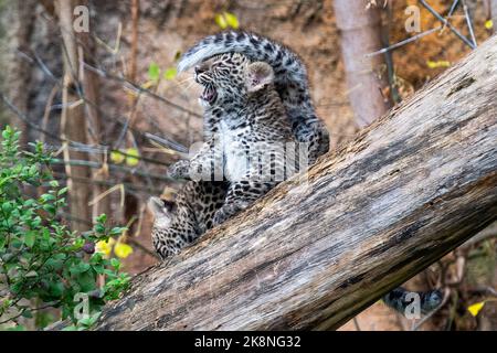 Dvur Kralove nad Labem, République tchèque. 24 octobre 2022. Des hubs de léopard persan (Panthera pardus tulliana) photographiés sur 24 octobre 2022, dans le parc safari Dvur Kralove nad Labem, République tchèque. (CTK photo/David Tanecek) Credit: CTK/Alay Live News Banque D'Images