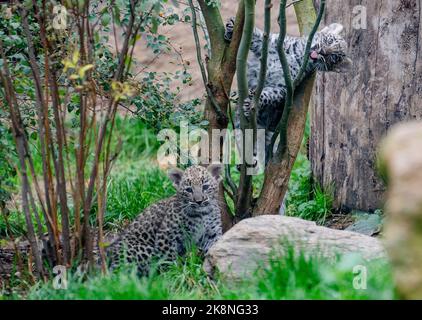 Dvur Kralove nad Labem, République tchèque. 24 octobre 2022. Des hubs de léopard persan (Panthera pardus tulliana) photographiés sur 24 octobre 2022, dans le parc safari Dvur Kralove nad Labem, République tchèque. (CTK photo/David Tanecek) Credit: CTK/Alay Live News Banque D'Images