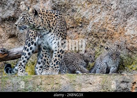 Dvur Kralove nad Labem, République tchèque. 24 octobre 2022. Des hubs de léopard persan (Panthera pardus tulliana) photographiés sur 24 octobre 2022, dans le parc safari Dvur Kralove nad Labem, République tchèque. (CTK photo/David Tanecek) Credit: CTK/Alay Live News Banque D'Images