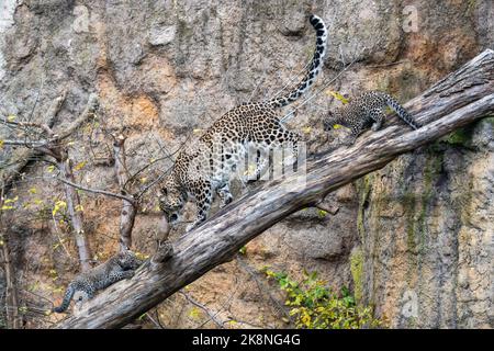 Dvur Kralove nad Labem, République tchèque. 24 octobre 2022. Des hubs de léopard persan (Panthera pardus tulliana) photographiés sur 24 octobre 2022, dans le parc safari Dvur Kralove nad Labem, République tchèque. (CTK photo/David Tanecek) Credit: CTK/Alay Live News Banque D'Images