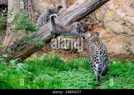 Dvur Kralove nad Labem, République tchèque. 24 octobre 2022. Des hubs de léopard persan (Panthera pardus tulliana) photographiés sur 24 octobre 2022, dans le parc safari Dvur Kralove nad Labem, République tchèque. (CTK photo/David Tanecek) Credit: CTK/Alay Live News Banque D'Images