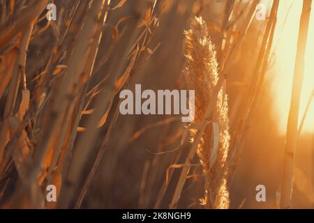 Un coucher de soleil éclatant capturé derrière des plantes sèches en gros plan prêt à être moissonné Banque D'Images