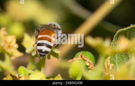 Vue latérale d'une abeille collectant le nectar de Jujube frowers avec un arrière-plan flou. Concept de nectar de succion. Photo macro d'une abeille lors de l'aspiration du nectar d'une fleur. Avec mise au point sélective. Banque D'Images