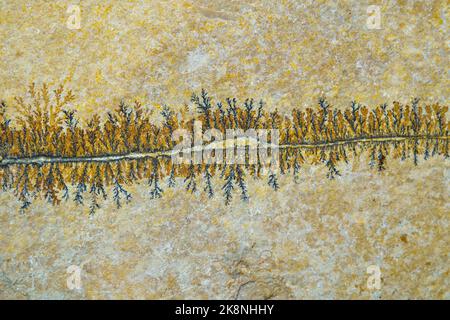 Gros plan de fougères fossiles pétrifiées dans une dalle de pierre Banque D'Images