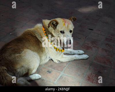 Katmandou, Bagmati, Népal. 24th octobre 2022. Un chien est adoré pendant le festival Tihar à Katmandou, Népal sur 24 octobre 2022. ''Tihar'', le festival hindou des fleurs et des lumières, est célébré pendant cinq jours. Chaque jour est consacré à différentes figures religieuses, y compris la vache, le corbeau et le chien, ce qui signifie des relations profondes entre les êtres humains et les animaux. (Image de crédit : © Sunil Sharma/ZUMA Press Wire) Banque D'Images