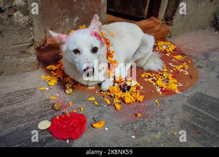 Katmandou, Bagmati, Népal. 24th octobre 2022. Un chien est adoré pendant le festival Tihar à Katmandou, Népal sur 24 octobre 2022. ''Tihar'', le festival hindou des fleurs et des lumières, est célébré pendant cinq jours. Chaque jour est consacré à différentes figures religieuses, y compris la vache, le corbeau et le chien, ce qui signifie des relations profondes entre les êtres humains et les animaux. (Image de crédit : © Sunil Sharma/ZUMA Press Wire) Banque D'Images