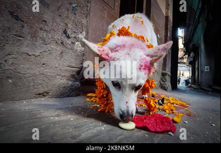 Katmandou, Bagmati, Népal. 24th octobre 2022. Un chien prend de la nourriture après avoir été adoré pendant le festival Tihar à Katmandou, Népal sur 24 octobre 2022. ''Tihar'', le festival hindou des fleurs et des lumières, est célébré pendant cinq jours. Chaque jour est consacré à différentes figures religieuses, y compris la vache, le corbeau et le chien, ce qui signifie des relations profondes entre les êtres humains et les animaux. (Image de crédit : © Sunil Sharma/ZUMA Press Wire) Banque D'Images