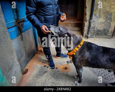 Katmandou, Bagmati, Népal. 24th octobre 2022. Un chien prend de la nourriture après avoir été adoré pendant le festival Tihar à Katmandou, Népal sur 24 octobre 2022. ''Tihar'', le festival hindou des fleurs et des lumières, est célébré pendant cinq jours. Chaque jour est consacré à différentes figures religieuses, y compris la vache, le corbeau et le chien, ce qui signifie des relations profondes entre les êtres humains et les animaux. (Image de crédit : © Sunil Sharma/ZUMA Press Wire) Banque D'Images