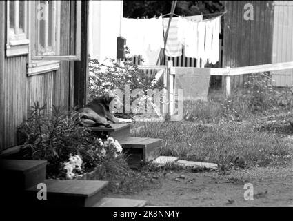 Oslo à l'été 1962. Une promenade le long de l'Akerselva de OS à OS. Ici idyl avec chien et blanchisserie à Bjølsen, le long de l'Akerselva. Photo: Aage Storløkken / actuel / NTB Banque D'Images