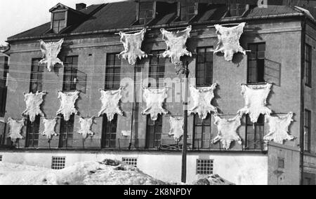 Tromsø 04/04-1971. Un panneau de printemps annuel dans la ville arctique de Tromsø est les ours polaires qui sont suspendus pour sécher le long des murs de la maison au soleil de printemps à la tannerie de Næsvol. Et maintenant, la première réserve de peaux d'ours polaires de ce printemps est en place. Archive-NTB / NTB Banque D'Images