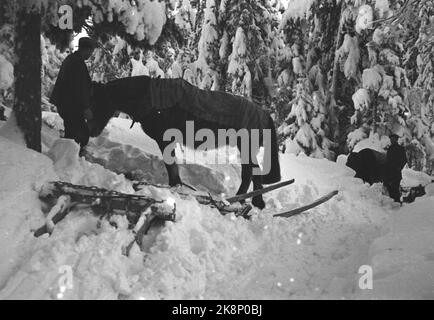 Conduite en bois à Buskerud. Sandsvær supérieur. De grandes quantités de neige qui rendent l'opération difficile. Voici un cheval qui repose après le dessin de bois. Photo: NTB Banque D'Images