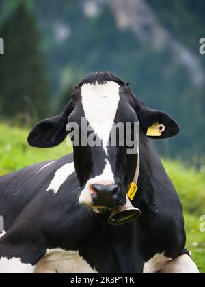 Vache avec cloche sur la prairie Banque D'Images