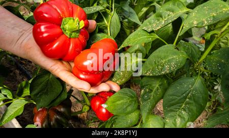 Poivrons rouges mûrs dans la main de la femme âgée dans la cuisine-jardin Banque D'Images