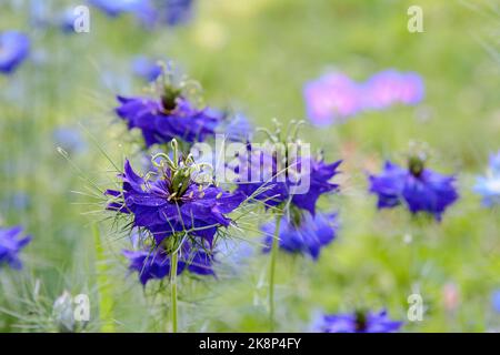 Nigella damascena 'miss Jekyll' (amour-dans-un-brouillard) Banque D'Images