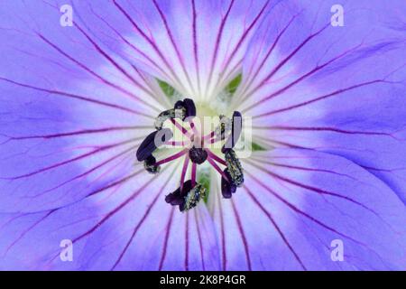 Gros plan de Geranium Rozanne, Gerwat Banque D'Images