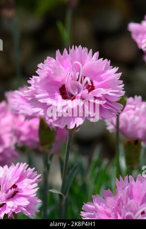 Pinks alpins Dianthus 'Pop Star ('WP04 Ester') (PBR) Banque D'Images