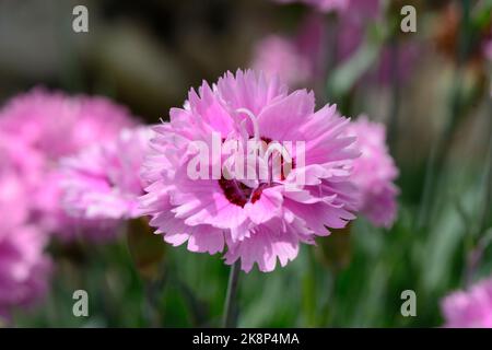 Pinks alpins Dianthus 'Pop Star ('WP04 Ester') (PBR) Banque D'Images