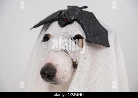 Chien Jack Russell Terrier dans un costume fantôme avec une batte sur sa tête sur un fond blanc. Banque D'Images