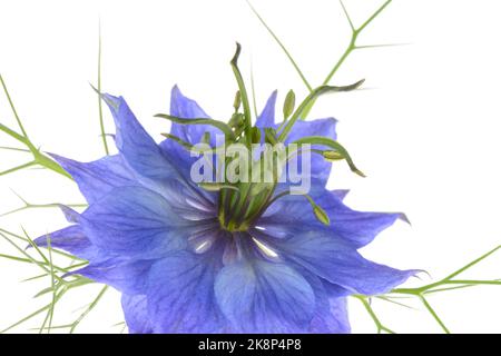 Gros plan de Nigella damascena 'miss Jekyll' (amour-dans-un-brouillard) isolé sur un fond blanc Banque D'Images