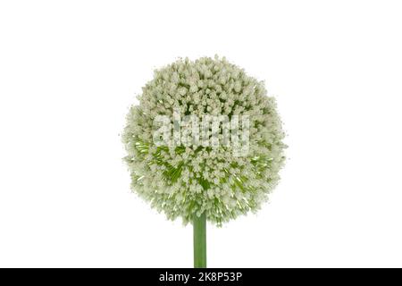 Vue rapprochée d'une tête de fleur de poireau, Allium ampelloprasum (Allium porrum) isolée sur fond blanc Banque D'Images