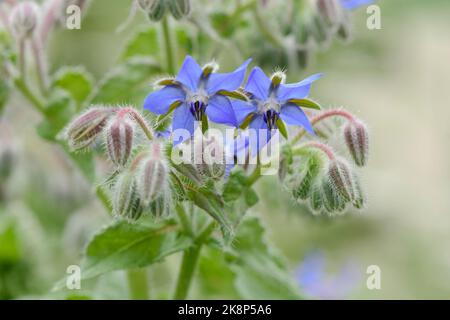 Gros plan de fleurs de borage bleu en forme d'étoile, Borago officinalis, également connu sous le nom d'étoiles de fleurs Banque D'Images