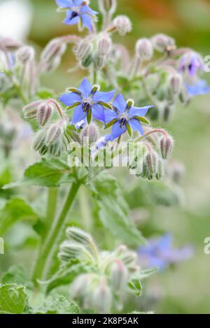 Gros plan de fleurs de borage bleu en forme d'étoile, Borago officinalis, également connu sous le nom d'étoiles de fleurs Banque D'Images