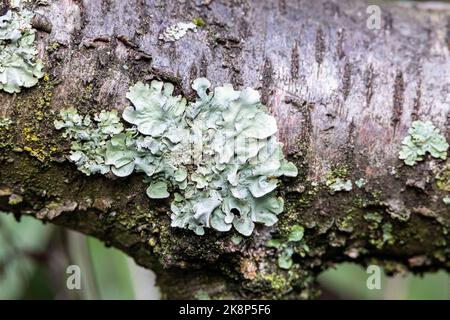 Lichen de GreenShield commun Banque D'Images