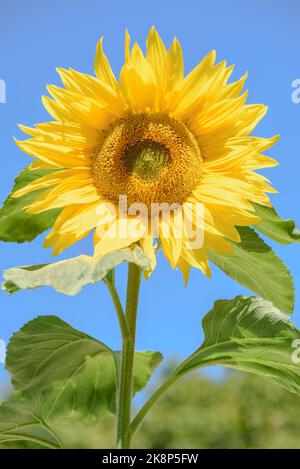 Gros plan d'un tournesol 'Giant Single', Helianthus annuus, isolé contre un ciel bleu sans nuages Banque D'Images