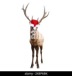 Cerf rouge drôle avec d'énormes cornes à Noël ou chapeau de père Noël isolé sur fond blanc. Deer est le symbole de la nouvelle année. Banque D'Images