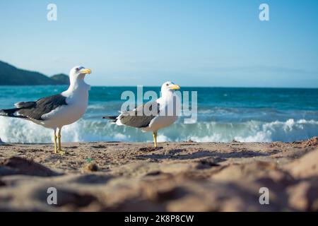 Un gros plan de deux mouettes sur une plage Banque D'Images