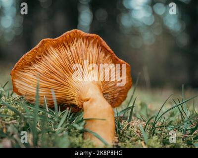 Champignons sauvages dans une forêt d'automne. Banque D'Images