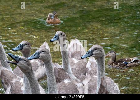 cygnets jeunes cygnes à la recherche de nourriture avec des canards en arrière-plan Banque D'Images