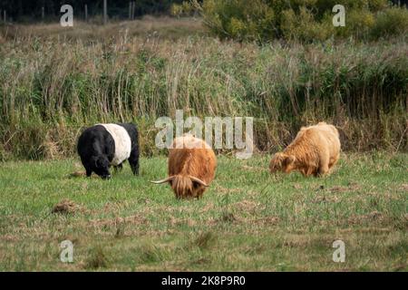 vache galloway belted et bétail des hautes terres qui broutage dans le pré Banque D'Images