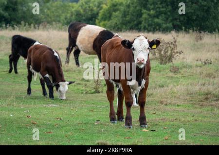 jolie petite vache brune et blanche Banque D'Images